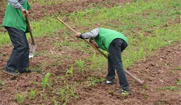 中耕、除草
