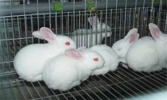 兔葡萄球菌病的主要癥狀有哪些？