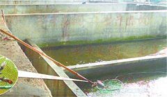 庭院養(yǎng)蟹需要什么條件，需掌握哪些技術