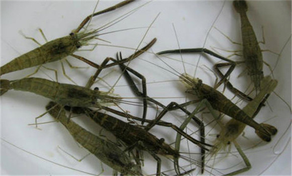 控制好親蝦的性比、密度