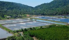 羅氏沼蝦與魚混養(yǎng)有哪些技術(shù)措施？