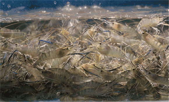 飼養(yǎng)管理技術(shù)要點(diǎn)