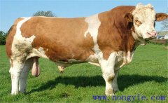 西門塔爾牛的原產地、外貌特征與生產性能
