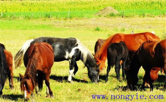 抓秋膘，促進母牛發(fā)情排卵