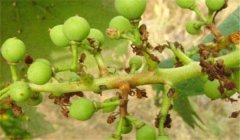 葡萄房枯病癥狀特點(diǎn) 怎樣治療，用什么藥防治