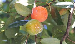 柿樹白粉病用什么藥，柿子白粉病的防治方法