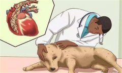 狗鉤蟲病的癥狀 狗鉤蟲病怎么治、多久可以治好
