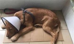 狗細小病毒的癥狀和治療方法，是怎么引起的?