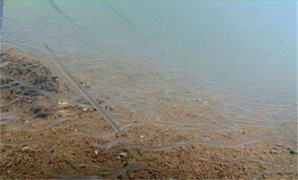 鰻魚苗要分池馴養(yǎng)