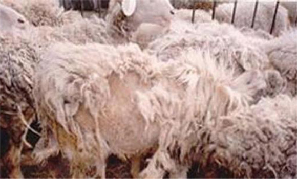 羊螨病的治療方法