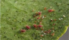 葡萄紅蜘蛛危害癥狀，用什么藥最有效？