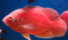 豬仔魚水溫多少合適 豬仔魚怎么養(yǎng)？