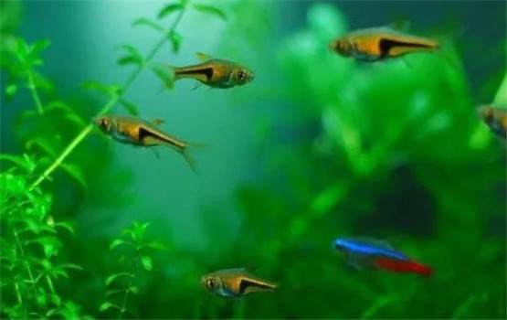 三角燈魚的外形特點(diǎn)