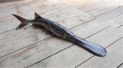 匙吻鱘多少錢一斤，匙吻鱘的生長(zhǎng)習(xí)性簡(jiǎn)介