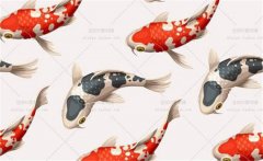 錦鯉花紋的特點(diǎn)，錦鯉花紋有什么講究？