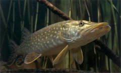 白斑狗魚怎么養(yǎng)，白斑狗魚養(yǎng)殖技術(shù)要點