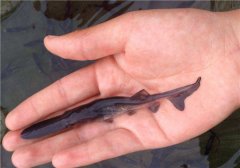 怎樣飼養(yǎng)匙吻鱘，匙吻鱘養(yǎng)殖技術(shù)要點