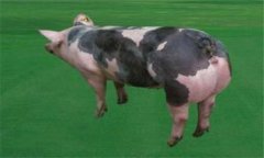 皮特蘭豬的優(yōu)缺點(diǎn)分析，其生產(chǎn)性能如何