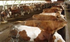 種公牛的選擇標準是什么，如何選擇種公牛