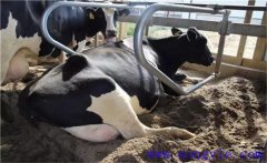 如何讓奶牛增產(chǎn)？奶牛夜間飼養(yǎng)管理十大要點