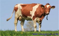 奶牛產(chǎn)犢前后的如何護理，需注意哪些問題？