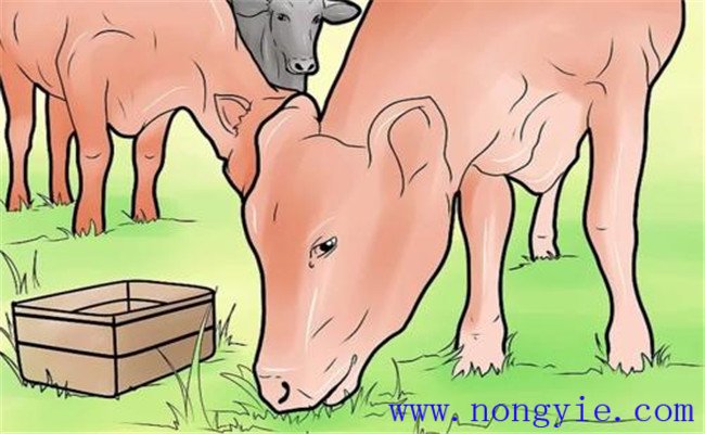 奶牛食道梗塞的臨床癥狀、預(yù)防要點(diǎn)與治療方法