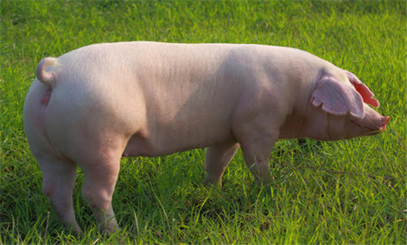 公、母豬發(fā)情期的主要特征