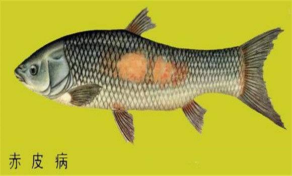 魚赤皮病有什么癥狀