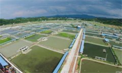 池塘甲魚養(yǎng)殖技術(shù)要點(diǎn)，養(yǎng)殖甲魚如何開(kāi)展