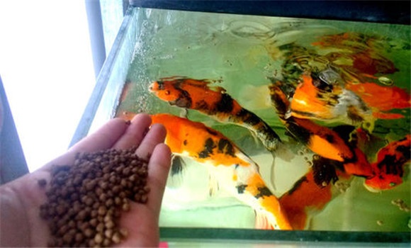 甲魚的攝食、生長與溫度之間的關(guān)系