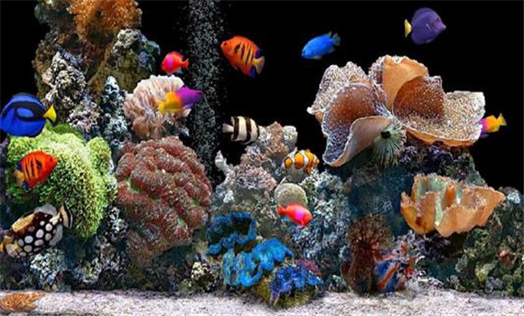 短期內(nèi)熱帶魚得不到護(hù)理會怎樣