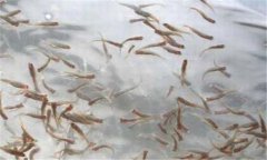 一齡魚是多少時間的魚苗，一齡魚種的放養(yǎng)要領(lǐng)