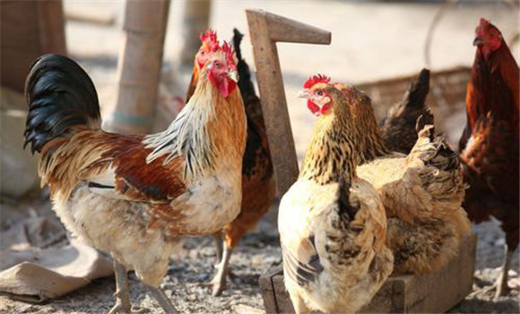 雞新城疫的預(yù)防要點