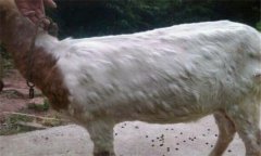 羊痘病的癥狀與治療方法、流行特點