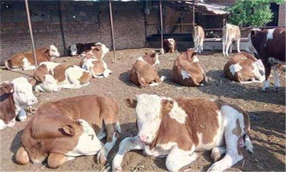 牛狂犬病的流行特點(diǎn)