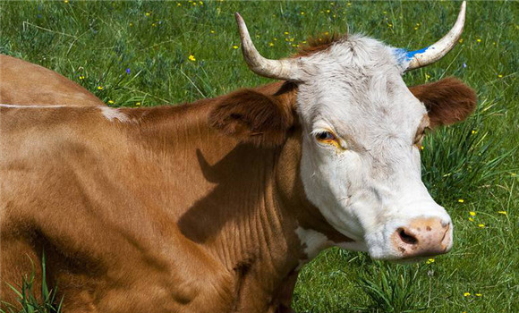 ?？袢〉呐R床癥狀