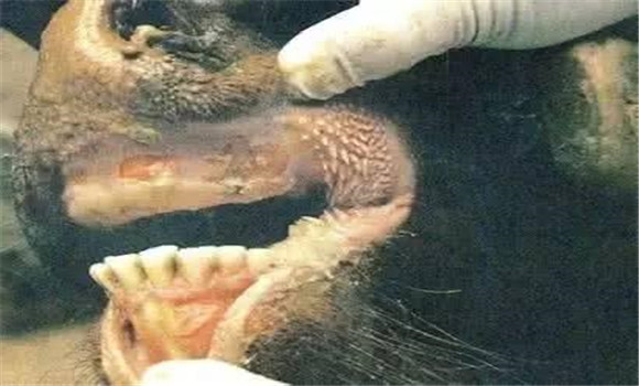 ?？谔阋叩钠蕶z