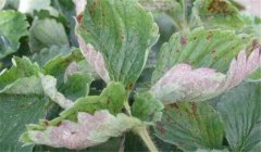 草莓白粉病的癥狀、防治方法、用什么藥好