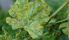 葡萄扇葉病的癥狀、治療方法、用什么藥效果好