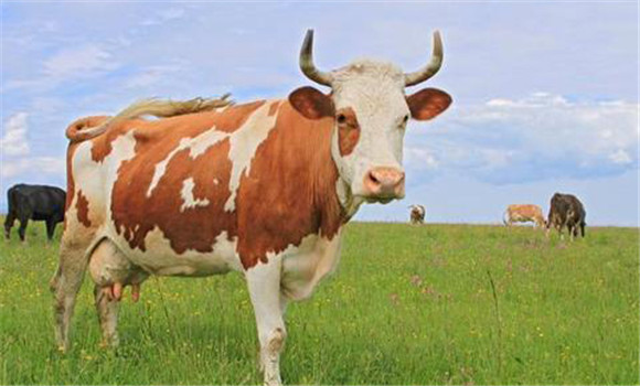 持久黃體的治療方法