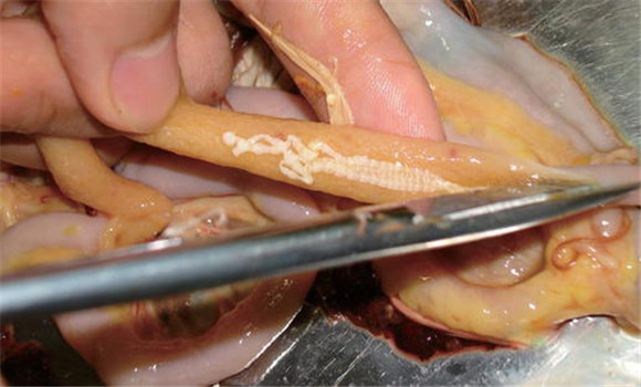 雞絳蟲(chóng)病的癥狀與治療