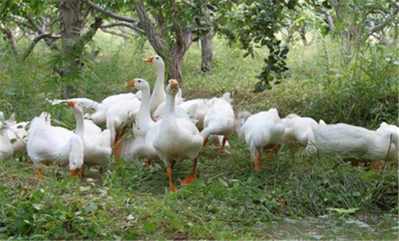 因地制宜，科學(xué)選種