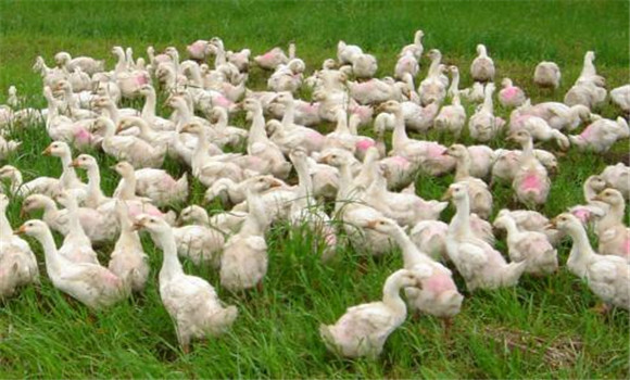 配套輪作，合理混播