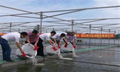 鱖魚苗什么時候放養(yǎng)，鱖魚苗一年能長多大