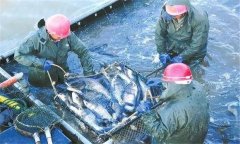 輪捕輪放為什么能增產(chǎn)增收，輪捕輪放放養(yǎng)密度