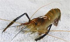 青蝦紅體病什么癥狀、用什么藥防治