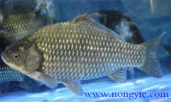 鯽魚有幾種，鯽魚種類知多少？