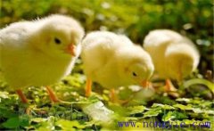 如何飼養(yǎng)小雞 怎樣讓母雞飼養(yǎng)陌生的小雞？