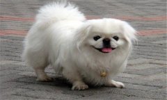 京巴犬好養(yǎng)嗎?京巴犬的優(yōu)缺點，怎么養(yǎng)