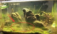 水族箱水渾濁怎么辦、用什么藥 如何布置水草